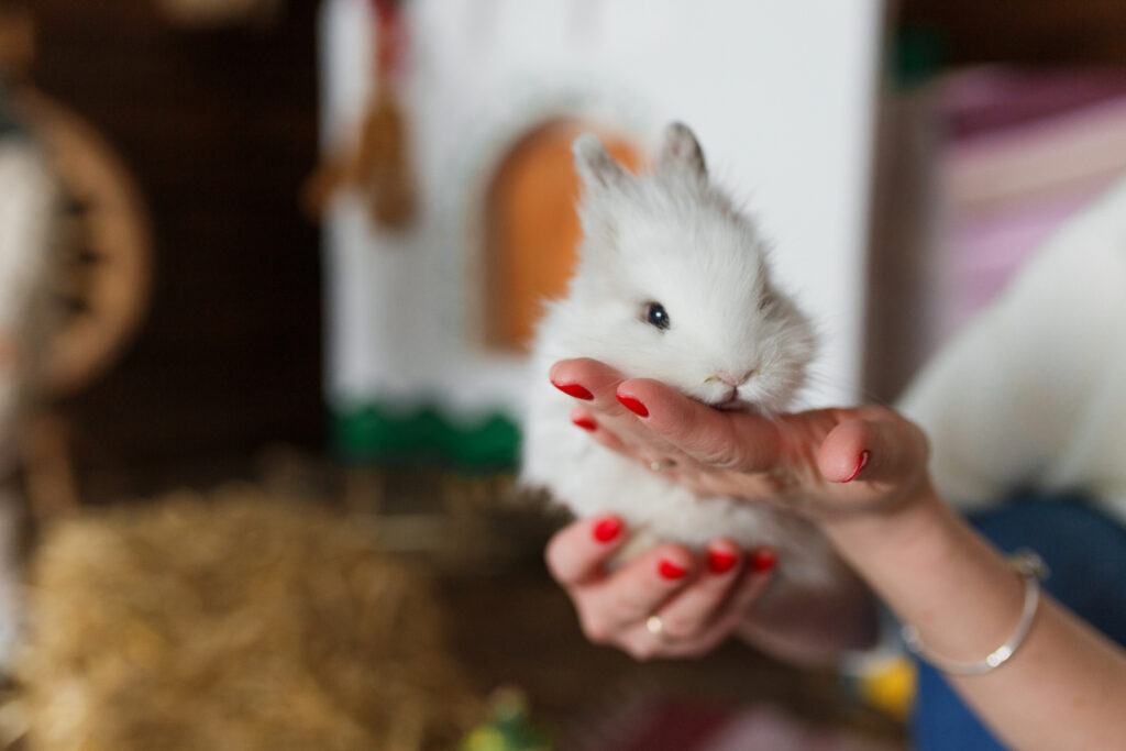 La crèche des poilus, nounou pour animaux Narbonne,Nounou pour chien Narbonne,Nounou pour chat Aude,Nounou pour rongueur Aude,Petsitter pour animaux Narbonne,Petsitter pour chien Narbonne,Petsitter pour chat Aude,Petsitter pour rongeur Aude,Garde d’animaux Narbonne,Garde de chien Narbonne,Garde de rongeur Aude,Visite de chat Narbonne,Visite de rongeur Aude